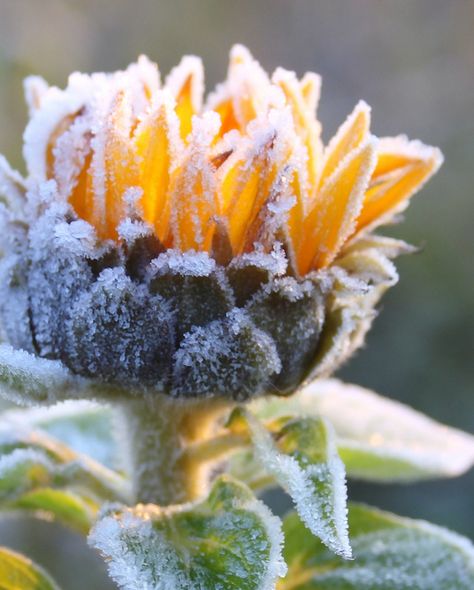 Yellow Aesthetic Pastel, Planting Sunflowers, Sunflowers And Daisies, Winter Frost, Sunflower Wallpaper, Sunflower Decor, Photography Projects, Container Plants, Fall Foliage