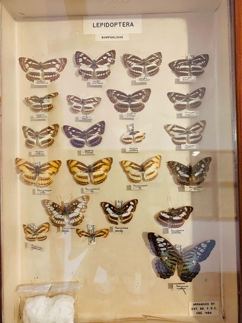 Beautiful cute and small butterflies at a museum captured by me in my phone Butterfly Pin Board, Butterfly Pinning, Pinned Butterfly, Aesthetic Butterflies, Aesthetic Butterfly, Mounting Board, Butterfly Pin, Atticus, Pin Board