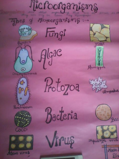 School project on microorganisms and its type.. This is made on chart paper.. 😳😳😳😳 Chart On Microorganisms, Biotechnology Projects Ideas, Microorganisms Project Ideas, Science Project On Chart Paper, Science Chart Ideas For Class 8, Class 8 Science Project, Microorganisms Notes Class 8, Science Project Chart Ideas, Innovative Chart Ideas For Biology