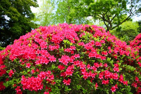 Azalea Mulching Guidelines: What’s The Best Azalea Mulch Colorful Shrubs, Azalea Bush, Fast Growing Shrubs, Low Growing Shrubs, Pruning Roses, Azaleas Garden, Planting Guide, Organic Mulch, Plant Catalogs