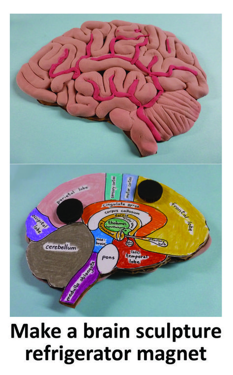 Brain Project, Teaching Psychology, Science Experiments Kids Easy, Ap Psych, Brain Models, Brain Craft, About Brain, Holiday Homework, Model Magic