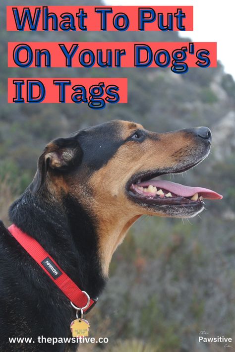 1 in 3 dogs go missing, according to the American Humane Association. This is why personalized dog tags are so important. On top of more advanced options, like tracking collars and microchips, dog collar tags are beneficial during these heartbreaking situations. But what information should go on your pet's tags? Here's an overview of what you might want to put on dog ID tags. // The Pawsitive Co. #dogs #dogtags #dogid #petid #pettags #petdogtags #puppytags #dogidtags #petidtags Diy Leather Dog Collar, Dog Collar Pattern, Dog Tags For Dogs, Cute Dog Tags, Personalized Leather Dog Collar, Velvet Dog Collar, Luxury Dog Collars, 3 Dogs, Dog Collar With Name