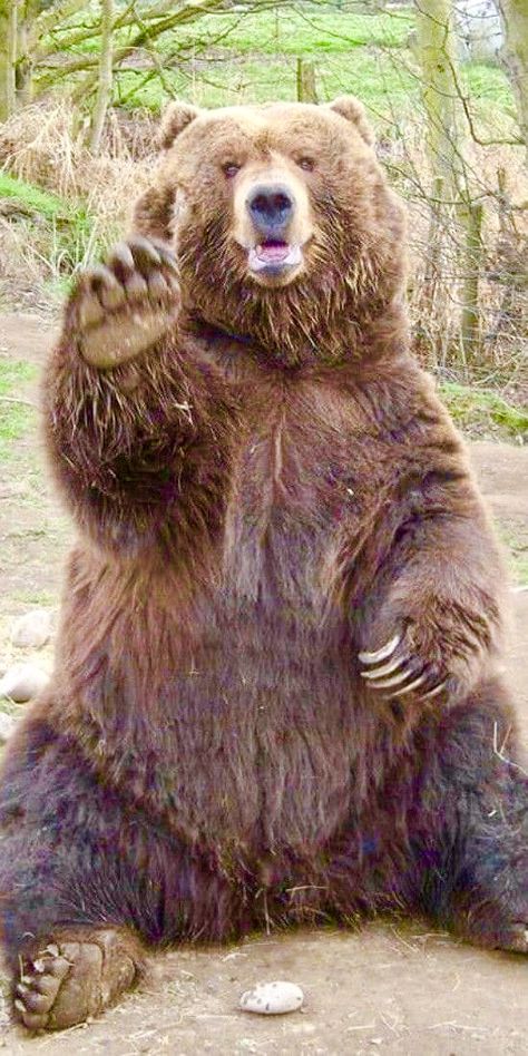 Animal Studies, Kodiak Bear, Photo Hair, Wild Animals Pictures, Funny Bears, Bear Photos, Animal Study, Bear Pictures, Love Bear