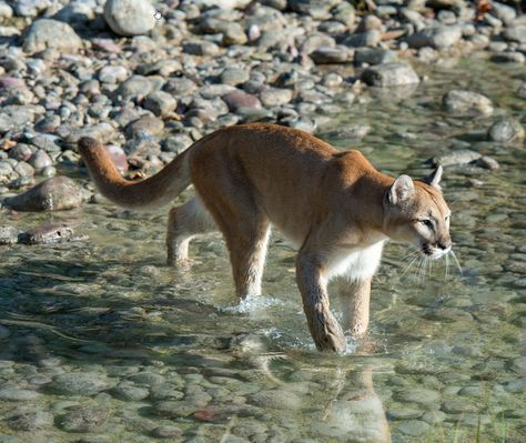 Mountain Lion Aesthetic, Cougar Aesthetic, Big Cat Aesthetic, Uncommon Animals, Mountain Lions, Gato Grande, Cat Reference, Cat Pose, Mountain Lion