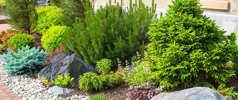 How to Design a Colorado Style Landscape Colorado Landscaping Ideas, Low Maintenance Landscaping Plants, Best Landscaping Plants, Alabama Gardening, Evergreen Trees For Privacy, Colorado Landscaping, Xeriscape Garden, Colorado Gardening, Xeriscape Front Yard