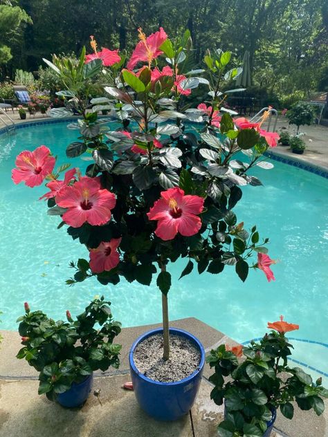 Hibiscus Planters Container Garden, Hibiscus Plant Potted, Hibiscus Flower Garden Ideas, Big Planters Outdoor Ideas Full Sun, Hibiscus Plant Care Potted, Indoor Hibiscus Plant, Hibiscus Flower Tree, How To Propagate Hibiscus Plant, Potted Hibiscus Tree