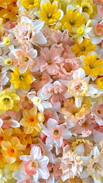 Narcissus Flower Wallpaper, Apollo Background, Narcissus Flower Aesthetic, Daffodil Flower Aesthetic, Flower Core, Spring Core, Daffodil Day, Online Packaging, Narcissus Flower