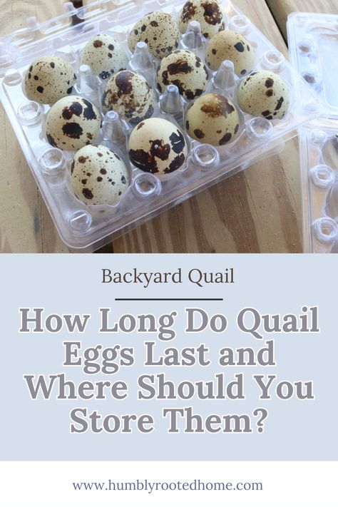 If you're raising backyard quail, you're probably wondering how long you can store quail eggs. Learn about egg storage methods like and how long they will keep your farm eggs fresh for! #quaileggs #backyardpoultry #coturnix #homesteading #farmfresh #fresheggs #eggstorage Quail Egg Storage, What To Do With Quail Eggs, Quail Enclosure, Quail Egg Recipes, Backyard Quail, Quail Raising, Quail Farm, Pickled Quail Eggs, Yard Chickens