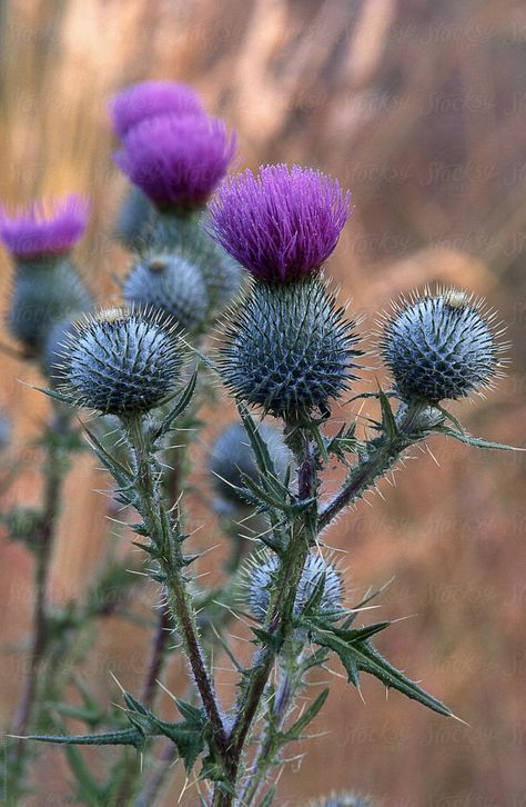 Flowers Reference, Chakra Painting, Scottish Flowers, Thistles Art, Bloom Flowers, Thistle Flower, Language Of Flowers, Wild Plants, Arte Inspo