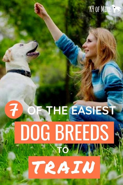 Learn which dog breeds are easiest to train! #dogs #dogtraining #dogbreeds #puppies #puppytraining Train Dogs, Puppy Obedience Training, Positive Dog Training, Easiest Dogs To Train, Basic Dog Training, Dog Business, House Training Dogs, Dog Training Advice, Dog Training Videos