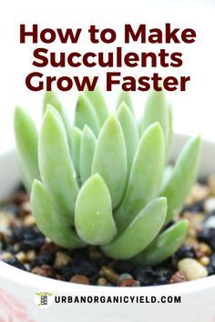 Succulents Propagating How To Grow, Succulents Garden Outdoor Ideas, How To Repot Succulents, How To Take Care Of Succulents, How To Grow Succulents, How To Grow Plants At Home, Easy Succulents To Grow, Succulent Pot Ideas, Succulent Container Ideas