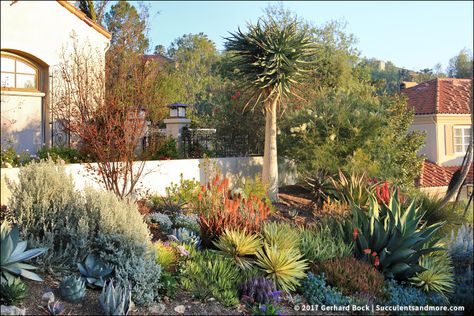 Piece of Eden truly is a slice of paradise (part 2) Mediterranean Front Yard, Agave Blue Glow, Drought Tolerant Shrubs, Drought Resistant, Mediterranean Garden, Water Wise, Agaves, Plant Combinations, Evergreen Shrubs