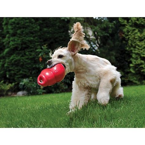 Dogs will go crazy for the KONG Bounzer! Made in the classic KONG silhouette, the Bounzer compresses when grabbed by the dog, releasing air from the toy and encouraging self-play. And, it bounces right back to its original shape! The handle on top of this toy makes it easy to throw during fetch or handle for tug-o-war. Your dog will love to bounce, roll and play with these oversized, KONG-shaped toys! Dog Ball Launcher, Kong Dog Toys, Kong Toys, Cat Supplements, Tough Dog Toys, Cat Health Care, Best Dog Toys, Small Animal Cage, Dog Brushing