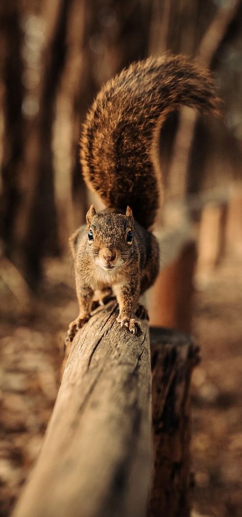 A cute squirrel on the move. Squirrel Pictures, Wild Animal Wallpaper, Cute Squirrel, A Squirrel, Woodland Creatures, Alam Semula Jadi, Animal Wallpaper, Sweet Animals, Animal Planet