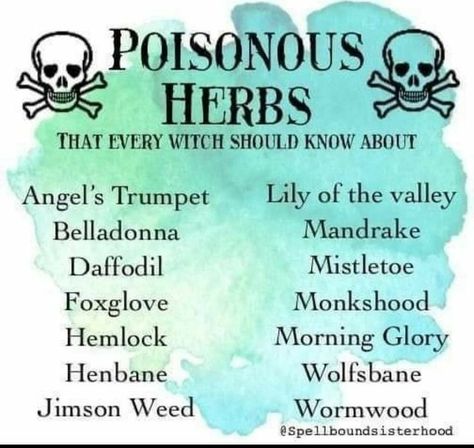 Poisonous Herbs, Witch Herbs, Tree Identification, Wiccan Magic, Witch Spirituality, Witch Stuff, Magic Spell Book, Cheat Codes, Magic Herbs