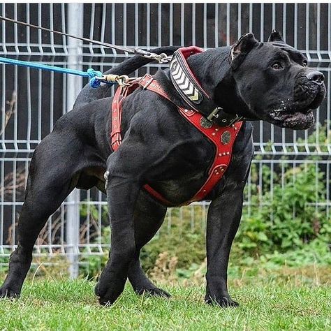 Amazing dog 🔴🏵️💥😍 . Follow @canecorsoeurope .  #canecorso #dogsofinstagram #dogs #dogstagram #dogsofig  #bully by #mastiff  #pitbull #dog… Chien Cane Corso, Bully Breeds Dogs, Dog Behavior Training, Big Dog Breeds, Cane Corso Dog, Corso Dog, Scary Dogs, Dangerous Dogs, Giant Dogs