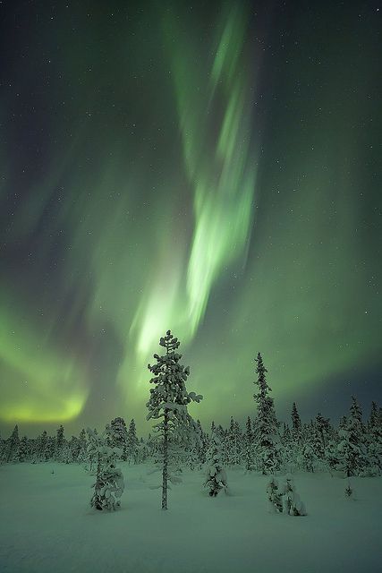 Aurora covers Frozen Forest, Sweden. The snow looks green. How neato is that?! Frozen Forest, Northern Light, Aurora Borealis Northern Lights, Sweden Travel, Norway Travel, See The Northern Lights, Lofoten, Pics Art, Winter Scenes