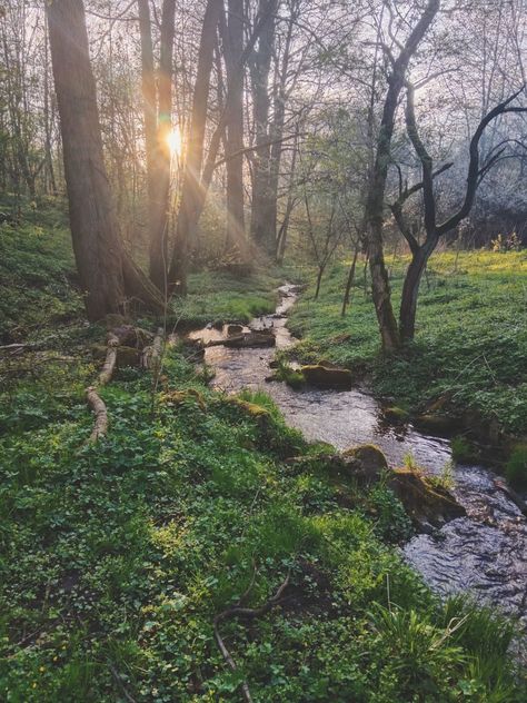 Forest Living Aesthetic, Forest Calm Aesthetic, Brook Nature, Water Brook Nature, Forest Creek Aesthetic, Forest Glade Aesthetic, Elf Things, Taurus Szn, Creek In The Forest