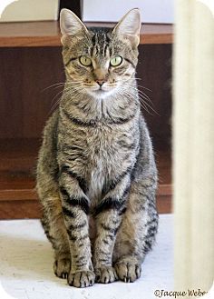 St Louis, MO - Domestic Shorthair. Meet Amazon, a cat for adoption. http://www.adoptapet.com/pet/13925949-st-louis-missouri-cat  Amazon is a female brown tabby domestic shorthair, born in January 2014. Domestic Shorthair Cat Tabby, Brown Striped Cat, Striped Cats, Brown Tabby Cat, Brown Tabby, Born In January, Cat Language, Tabby Cats, Cat Reference