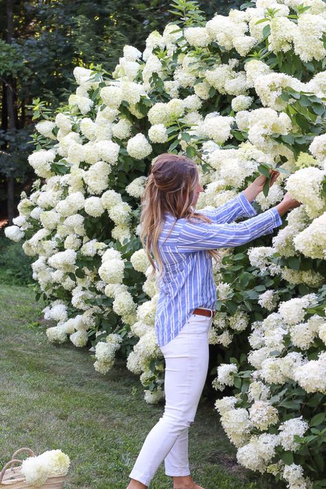 Limelight Hydrangeas, Hydrangea Landscaping, Limelight Hydrangea, Hydrangea Bush, Patio Small, Hydrangea Care, Hydrangea Garden, Backyard Pools, Gardening 101