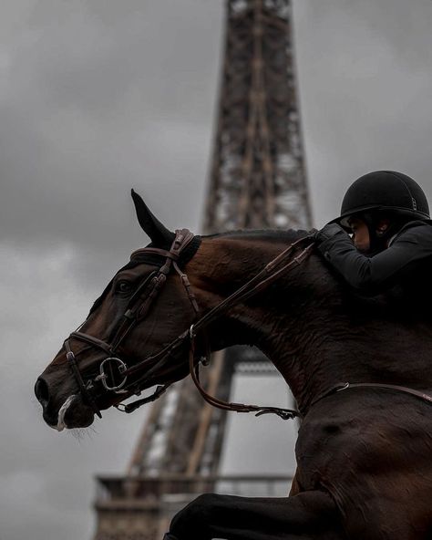 Showjumping Aesthetic, Showjumping Horse, Horse Photography Poses, Horse Riding Aesthetic, Equestrian Dressage, Show Jumping Horses, Equestrian Aesthetic, Horse Inspiration, Horse Wallpaper