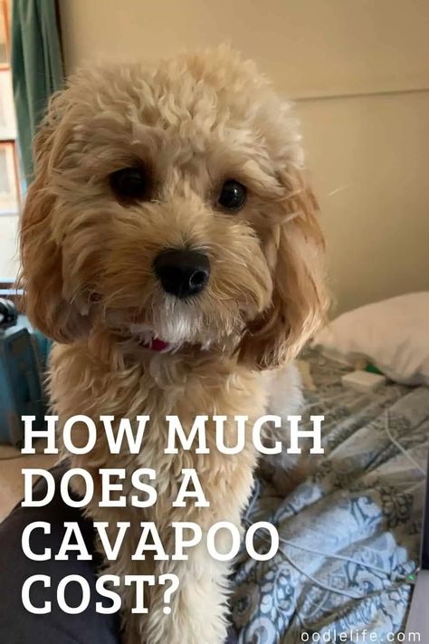 How Much Does a Cavapoo Cost? [Price Guide] - Oodle Life Cavapoo Puppies For Sale Near Me, Cavapoo Puppies Full Grown, Cavapoo Full Grown, Cavapoo For Sale, Cavapoo Breeders, Best Small Dog Breeds, Best Small Dogs, Cavapoo Dogs, Shar Pei Puppies