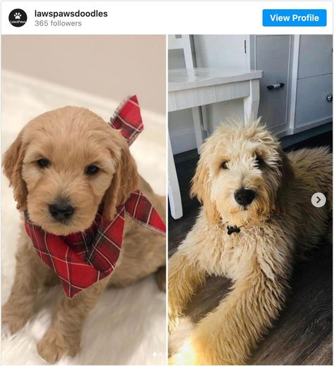 Goldendoodle Puppy Coat Transition: What You Should Know - Doodle Doods Straight Hair Goldendoodle Haircut, Puppy Cut Goldendoodle, Doodle Puppy Cut, Goldendoodle Puppy Haircut, Labradoodle Grooming, Goldendoodle Haircuts, Red Goldendoodle, Golden Doodle Puppy, Goldendoodle Grooming