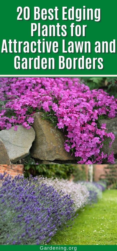 20 Best Edging Plants for Attractive Lawn and Garden Borders Garden Ideas Along Fence Line, Garden Boarders Ideas, Boarder Plants, Perennial Border Plants, Privacy Shrubs, Garden Border Plants, Lawn Borders, Edging Plants, Landscape Borders