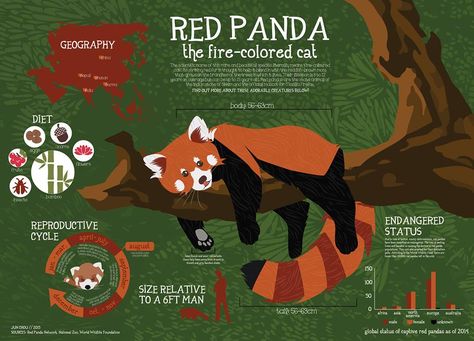 Red panda infographic by Jun Chou Zoo Flag, Zoo Signage, Panda Habitat, Panda Facts, Therian Pfp, Animal Infographic, Panda Day, Red Panda Cute, Animals Information