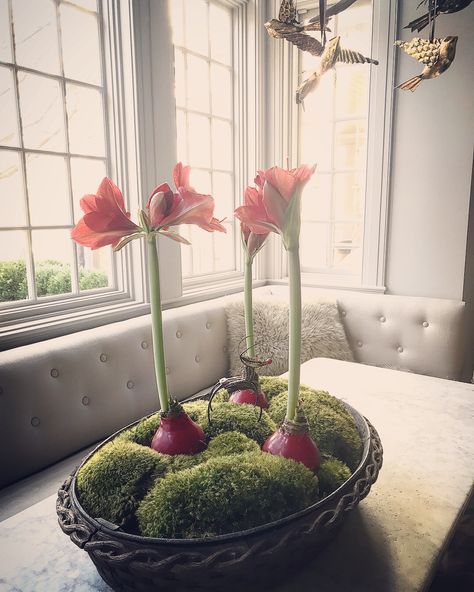 Amaryllis Arrangement, Plants Under Trees, Red Amaryllis, Amaryllis Bulbs, Southern Garden, Winter Plants, Interior Plants, Flower Therapy, Spring Beauty