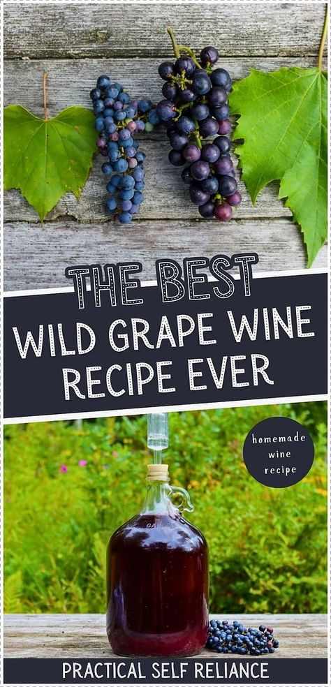 Discover the best wild grape wine recipe, perfect for making use of foraged wild grapes. Their tart flavors balance beautifully with sugar or honey, creating a spectacular homemade wine. Follow this simple process to enjoy a unique country wine. Find more wild grape recipes, homebrew recipes, wild grape uses, and Homemade Drinks at practicalselfreliance.com. Homemade Grape Wine Recipes, Homemade Wine Recipes Grape, Wild Grape Recipes, Homemade Wine Recipes Easy, Wild Grape Wine Recipe, Concord Grape Wine Recipe, Grape Wine Recipe, Grape Recipe, Fruit Wine Recipes