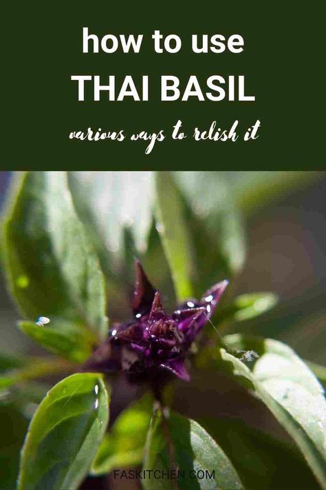 A Pinterest pin showcasing Thai basil leaves with informative text. Learn about the nutrition, benefits, and cooking tips for Thai basil. Perfect for anyone wanting to add flavor and freshness to their dishes. #ThaiBasil #HerbGuide #CookingTips Thai Basil Uses, Uses For Thai Basil, Thai Basil Plant, Thai Basil Recipes, Herb Guide, Basil Oil, Basil Recipes, Plant Benefits, Basil Plant