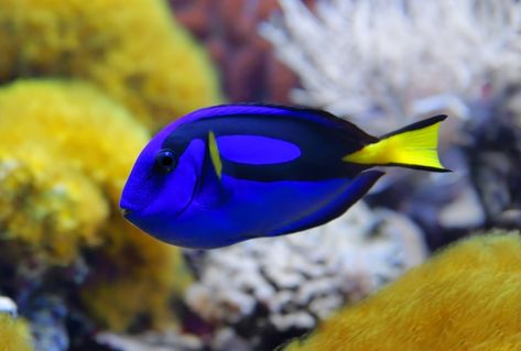 What Kind of Fish Is Dory in Discovering Nemo? Well-known Film Characters Check more at https://newsseattle.net/what-kind-of-fish-is-dory-in-discovering-nemo-well-known-film-characters/ Dori Fish, Dory Fish, Film Characters, Reef Fish, Cook Islands, Color Inspo, Local News, Art Ideas, Seattle