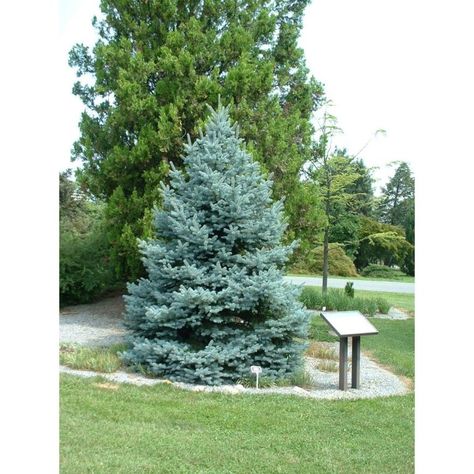 Montana Landscaping, Soft Landscape, Green Bushes, Blue Spruce Tree, Colorado Spruce, Plant Library, Colorado Blue Spruce, Picea Pungens, Fat Albert