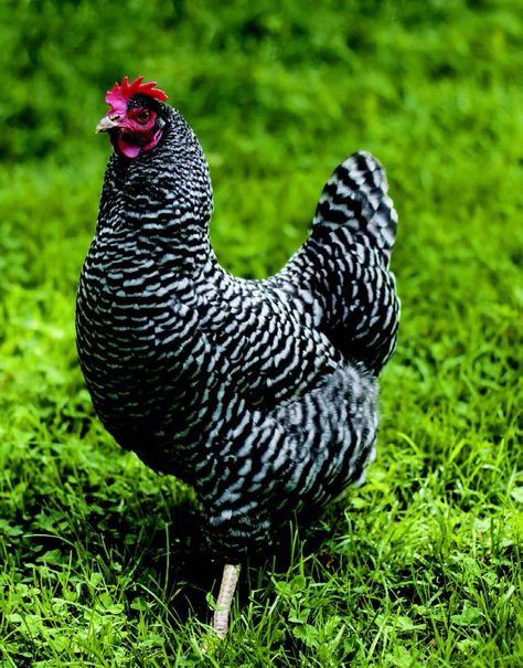 Friendly Chickens, Chicken Live, Buff Orpingtons, Chicken Photos, Chickens Backyard Breeds, Barred Rock, Live Chicken, Best Egg Laying Chickens, Egg Laying Chickens