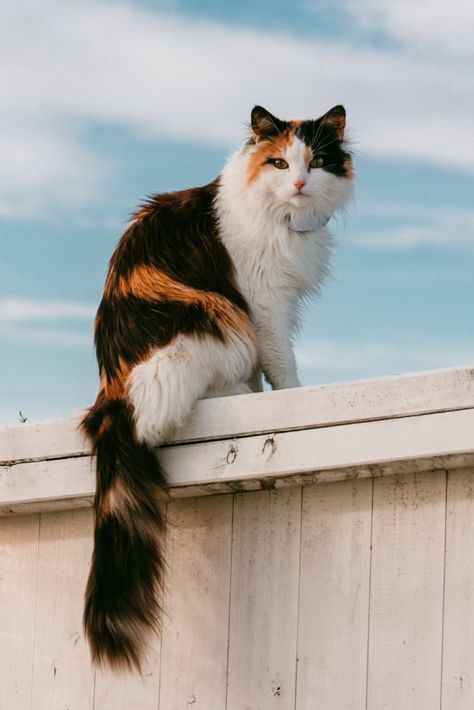 A cute Calico cat Different Breeds Of Cats, Cat Orange, Cat Reference, Art Cart, Cat Photography, Cat Boarding, Calico Cat, Fluffy Cat, Cat Aesthetic