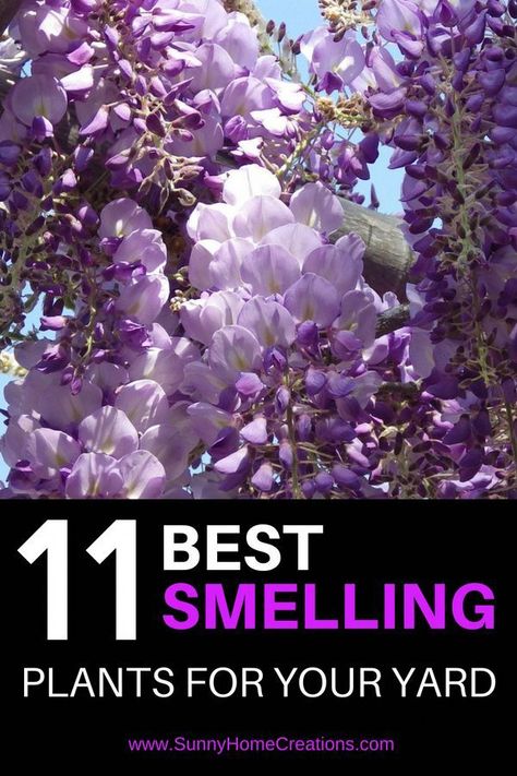 11 Most fragrant plants for your Garden Best Smelling Flowers, Smelling Flowers, Backyard Gardening, Fragrant Plant, Diy Outdoor Decor, Plant Ideas, Garden Fairy, Landscaping Tips, Garden Tips