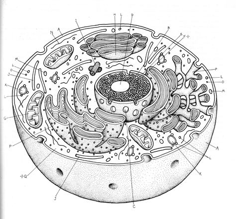 Human Cell Diagram, Animal Cell Drawing, Animal Cell Structure, Biology Drawing, Cell Diagram, Cells Worksheet, Cell Parts, Plant And Animal Cells, Cells Project