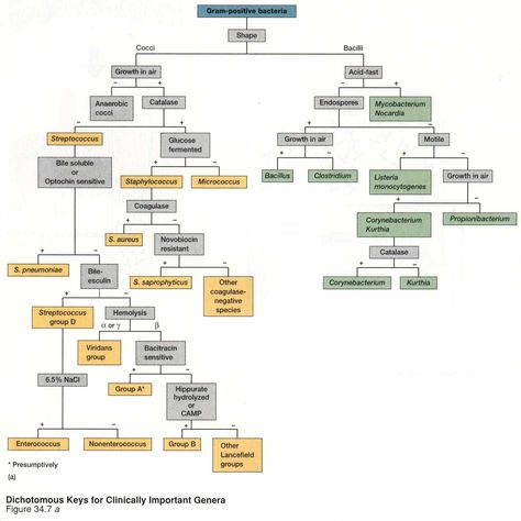 Gram Positive Cocci chart Microbiology Study, Lab Humor, Microbiology Lab, Gram Negative Bacteria, Clinical Chemistry, Medical Laboratory Scientist, Flow Chart Template, Medical Laboratory Science, Biomedical Science