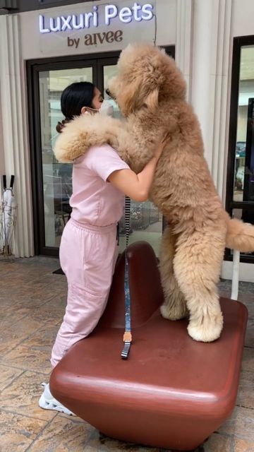 Giant Poodle, Goldendoodle Grooming, Wheaton Terrier, Pet Grooming Salon, Poodle Mom, Norwegian Elkhound, Baby Mom, Silly Dogs, Poodle Puppy