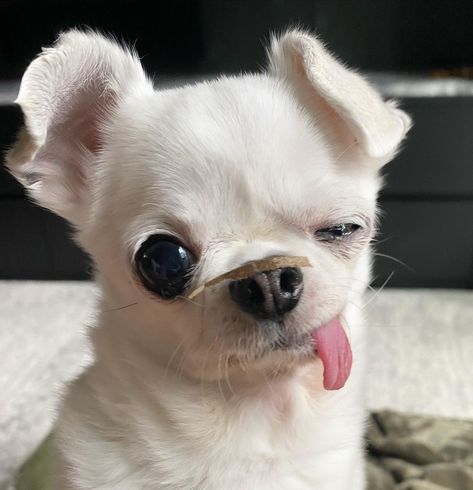 The nose gets what the nose wants 📦 . . Credit: 🎬 yetidobby IG 🙏 #chihuahua #dog #puppy #funnydog #chihuahualove Axolotl Pictures, Ugly Puppies, Funny Chihuahua Pictures, Wholesome Dog, Aquatic Creatures, Chihuahua Funny, Salamanders, Cute Dog Photos, Very Cute Dogs