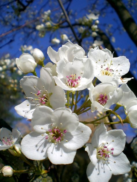 Cherry Blossom Japan, Apricot Blossom, Pear Blossom, Cherry Flower, Blue And Purple Flowers, The Secret Garden, Airbrush Art, Floral Photography, Beautiful Bouquet Of Flowers