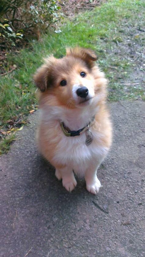 Sheltie This looks like "Lucky Pup", that we got at the shelter. Shetland Sheepdog Puppy, Sheltie Puppies, Mini Sheltie Puppy, Collie Puppy, Shetland Sheepdog Blue Merle, Shetland Sheepdog Puppies, Sheltie Puppy, Sheltie Dogs, Collie Puppies