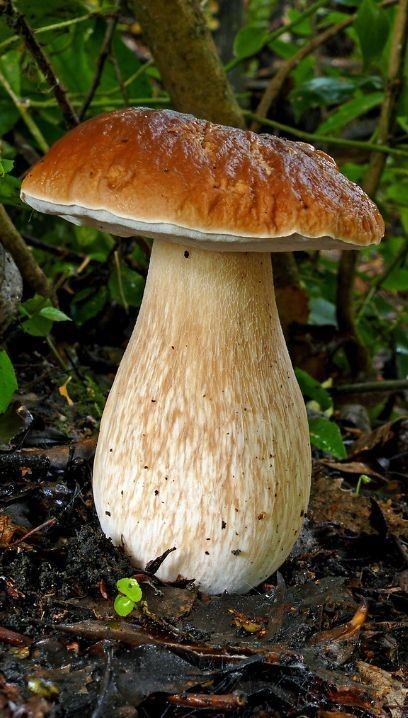 King Mushroom, Mushroom Species, Plant Sketches, Mushroom Images, Natural Form Art, Mushroom Plant, Faery Art, Mushroom Pictures, Slime Mould