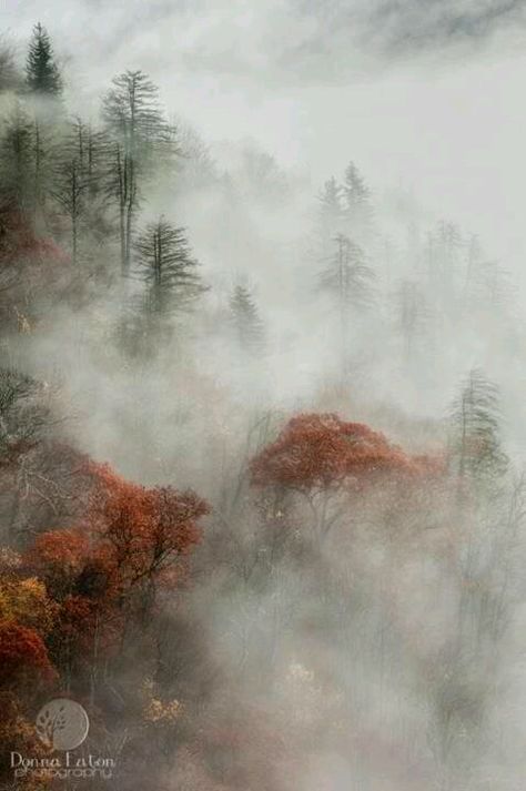 Foggy mornings in the Smokey mts. Ormanlık Alan, Foggy Morning, Appalachian Mountains, Blue Ridge Mountains, Nashville Tennessee, In The Mountains, Nature Beauty, Beautiful World, Beautiful Landscapes