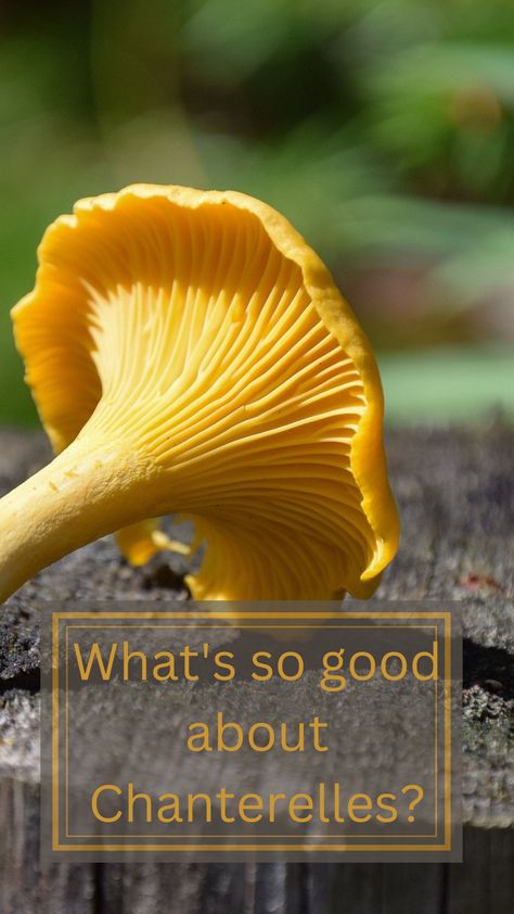 Chanterelles health benefits Chantrell Mushrooms Recipes, Chantrell Mushrooms, Chanterelle Mushroom Recipes, Chanterelle Recipes, Chanterelle Mushrooms, Wild Foraging, Mushroom Varieties, Mushroom Benefits, Orange Mushroom