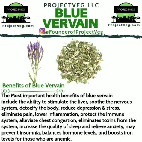 ProjectVeg LLC.🌴 on Instagram: “🛒SHOP www.ProjectVeg.com Link in our bio @FounderofProjectVeg _________________________________ Want to transition over to a Plant-based…” Vervain Benefits, Blue Vervain, Herbal Shop, Chia Seeds Benefits, Lower Inflammation, Instagram Link In Bio, Chest Congestion, Dr Sebi, Instagram Link