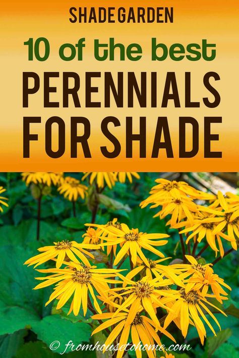 Shade Wildflowers Perennials, Shade Garden Perennials Zone 6, Wildflowers For Shade, Shade Gardens Under Tree, Morning Sun Afternoon Shade Perennials, Purple Shade Plants, Red Perennial Flowers, Perinals Flowers Beds Shade, Zone 6 Shade Perennials