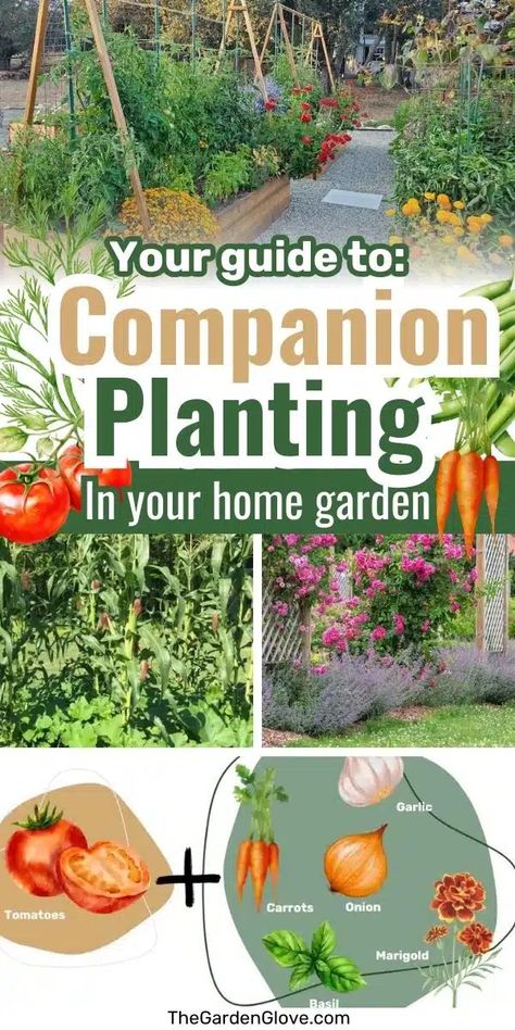 A Quick Guide to Companion Planting and Best Companion Plants for Home Gardens • The Garden Glove Strawberry Companion Plants, How To Grow Cherries, Growing Cherry Tomatoes, Companion Planting Guide, Best Companion Plants, Companion Planting Chart, Companion Planting Vegetables, Garden Playhouse, Companion Gardening