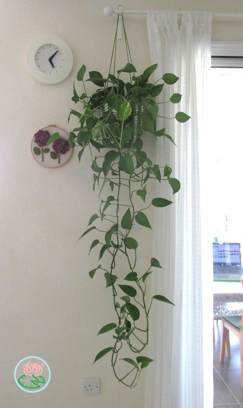 Hanging Plants Ideas, Plant Holders Indoor, Hanging Planter Boxes, Tanaman Indoor, Plant Hanging, نباتات منزلية, Plants Ideas, Plant Pot Holders, Hanging Plants Indoor